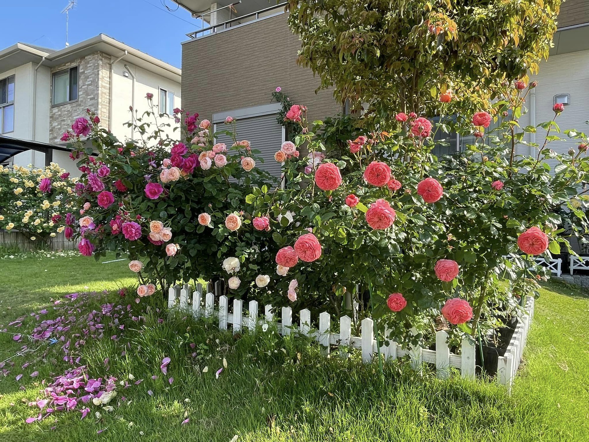 Ngôi nhà lúc nào cũng thơm nức mùi hoa vì có vườn hồng hơn 80 loại của mẹ Việt ở Nhật- Ảnh 3.
