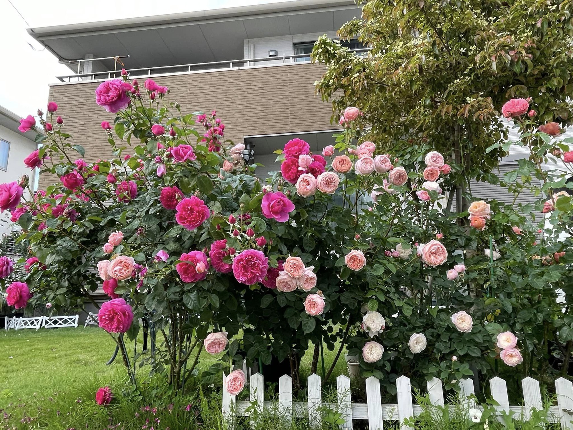 Ngôi nhà lúc nào cũng thơm nức mùi hoa vì có vườn hồng hơn 80 loại của mẹ Việt ở Nhật- Ảnh 4.