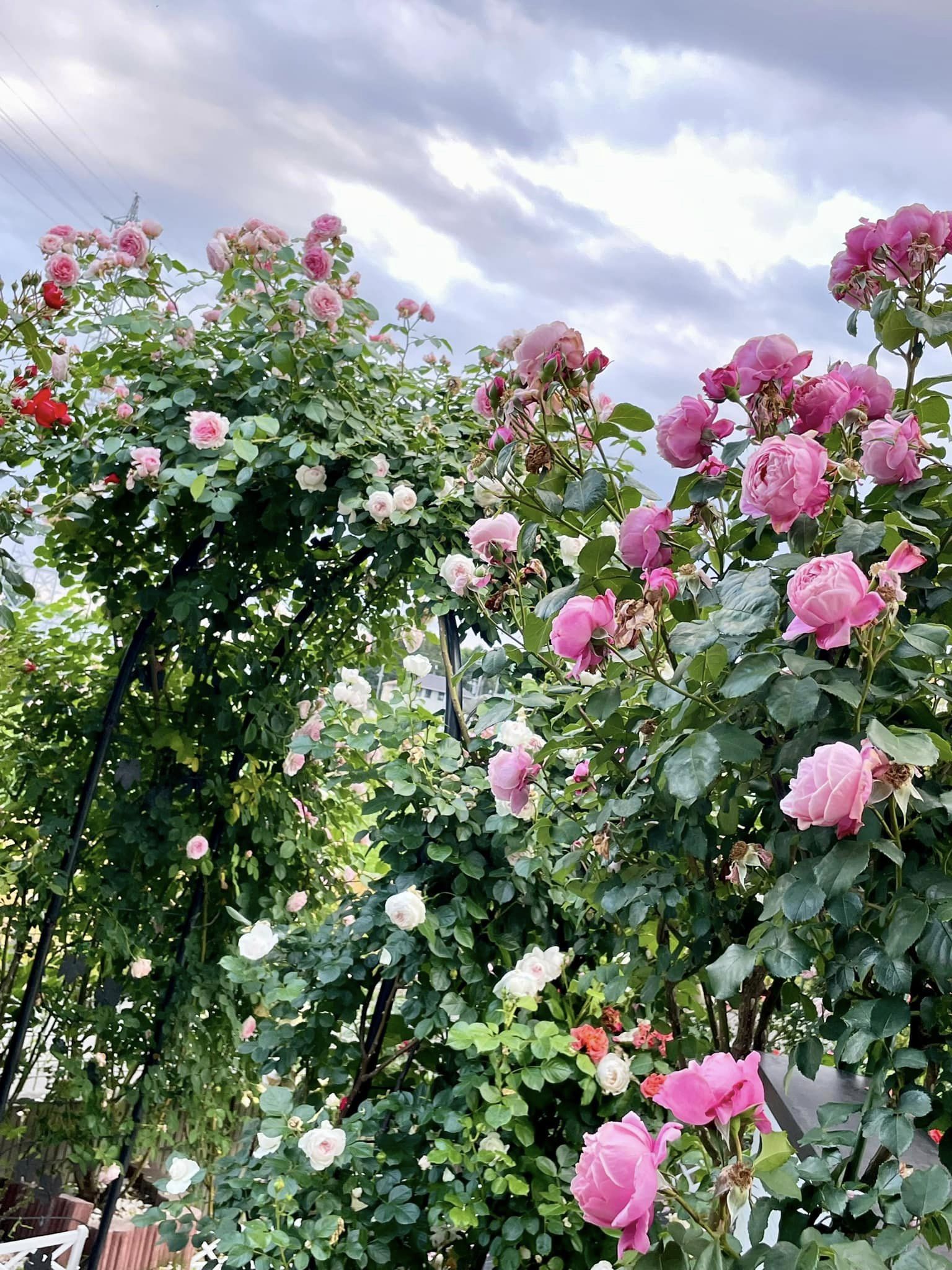 Ngôi nhà lúc nào cũng thơm nức mùi hoa vì có vườn hồng hơn 80 loại của mẹ Việt ở Nhật- Ảnh 12.