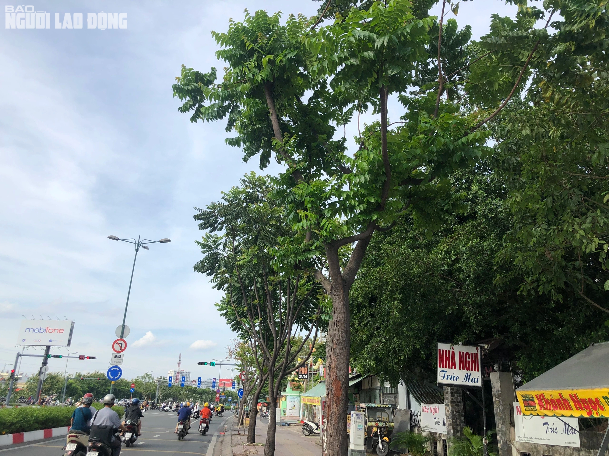 TP HCM: Hàng loạt cây xanh trên đường Phạm Văn Đồng chết khô do 