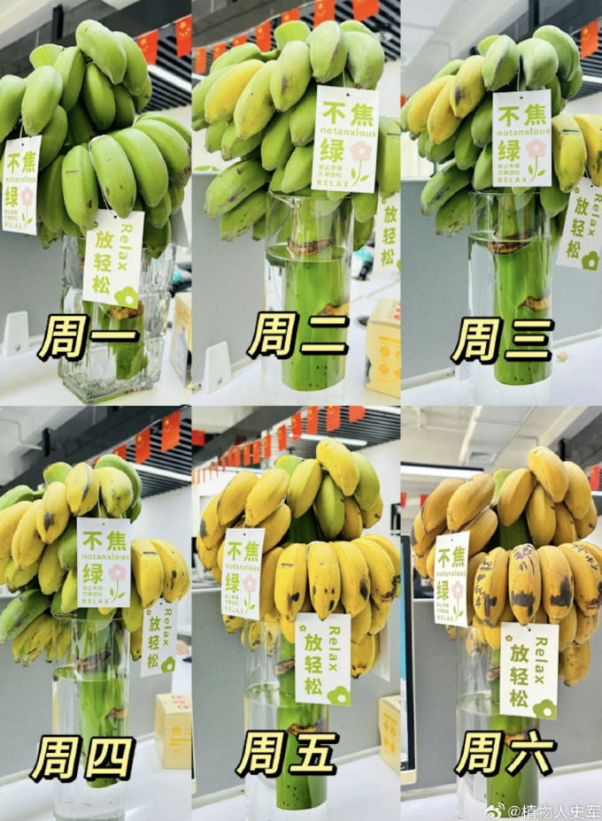 Giới trẻ bỗng dưng cuồng trend cắm buồng chuối ở văn phòng để ‘chữa lành’, shop trên Taobao bán 20.000 nải vẫn không đủ: Chỉ cần ăn 1 quả là vơi đi nỗi buồn- Ảnh 3.