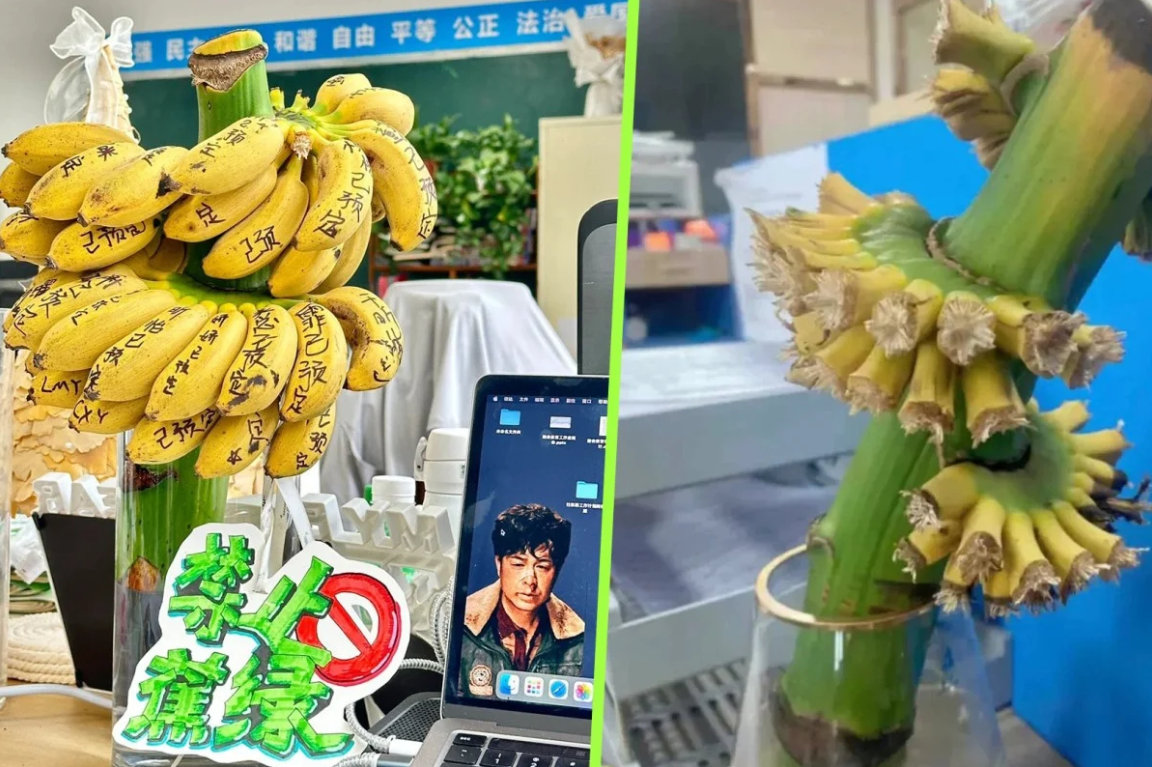 Giới trẻ bỗng dưng cuồng trend cắm buồng chuối ở văn phòng để ‘chữa lành’, shop trên Taobao bán 20.000 nải vẫn không đủ: Chỉ cần ăn 1 quả là vơi đi nỗi buồn- Ảnh 1.