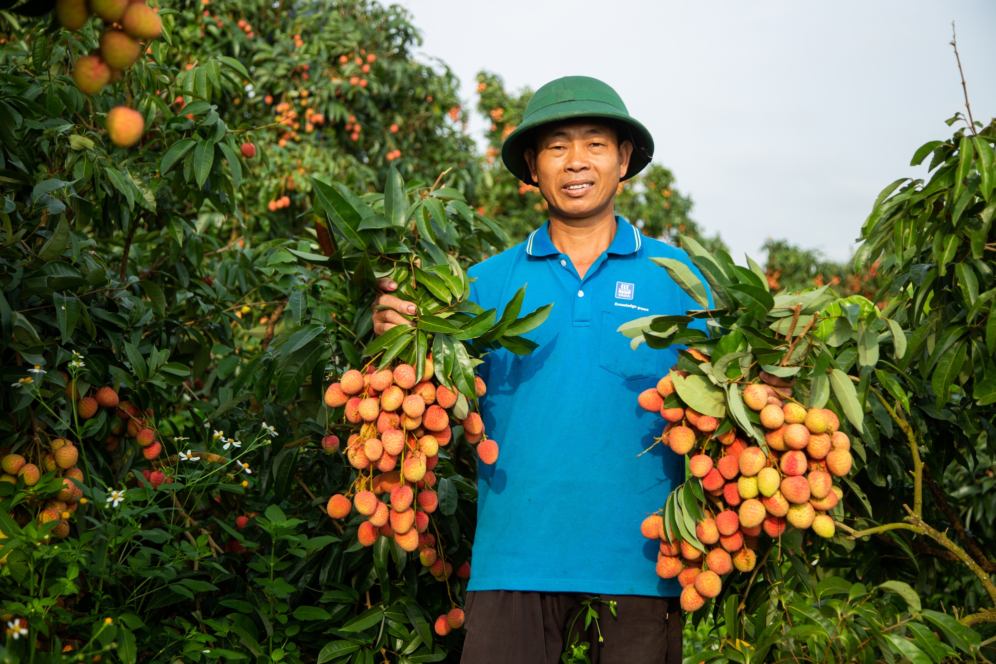 Vải thiều mất mùa: Kẻ khóc - người cười- Ảnh 5. Vải thiều mất mùa: Kẻ khóc - người cười- Ảnh 5.