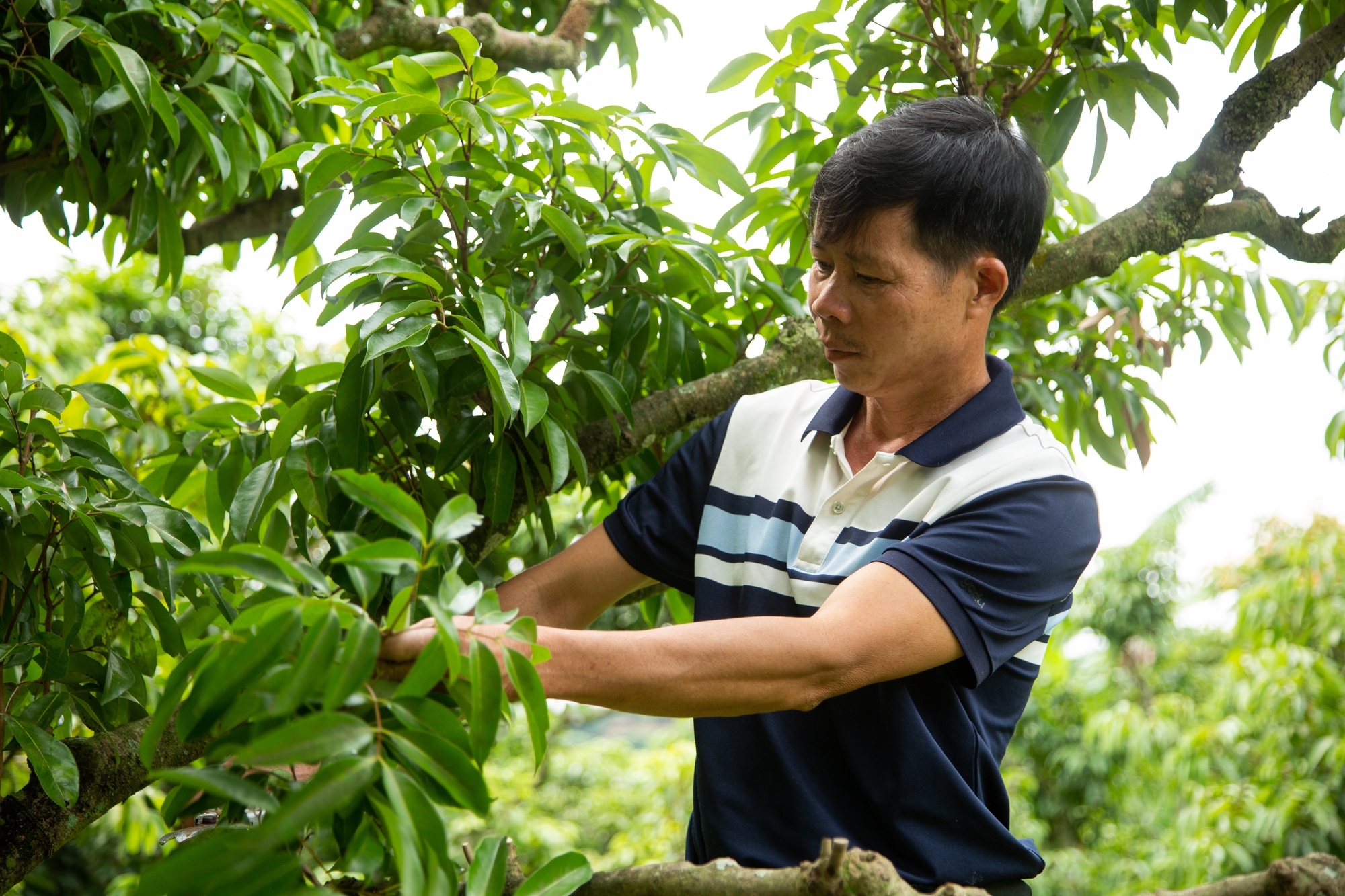 Vải thiều mất mùa: Kẻ khóc - người cười- Ảnh 1. Vải thiều mất mùa: Kẻ khóc - người cười- Ảnh 1.