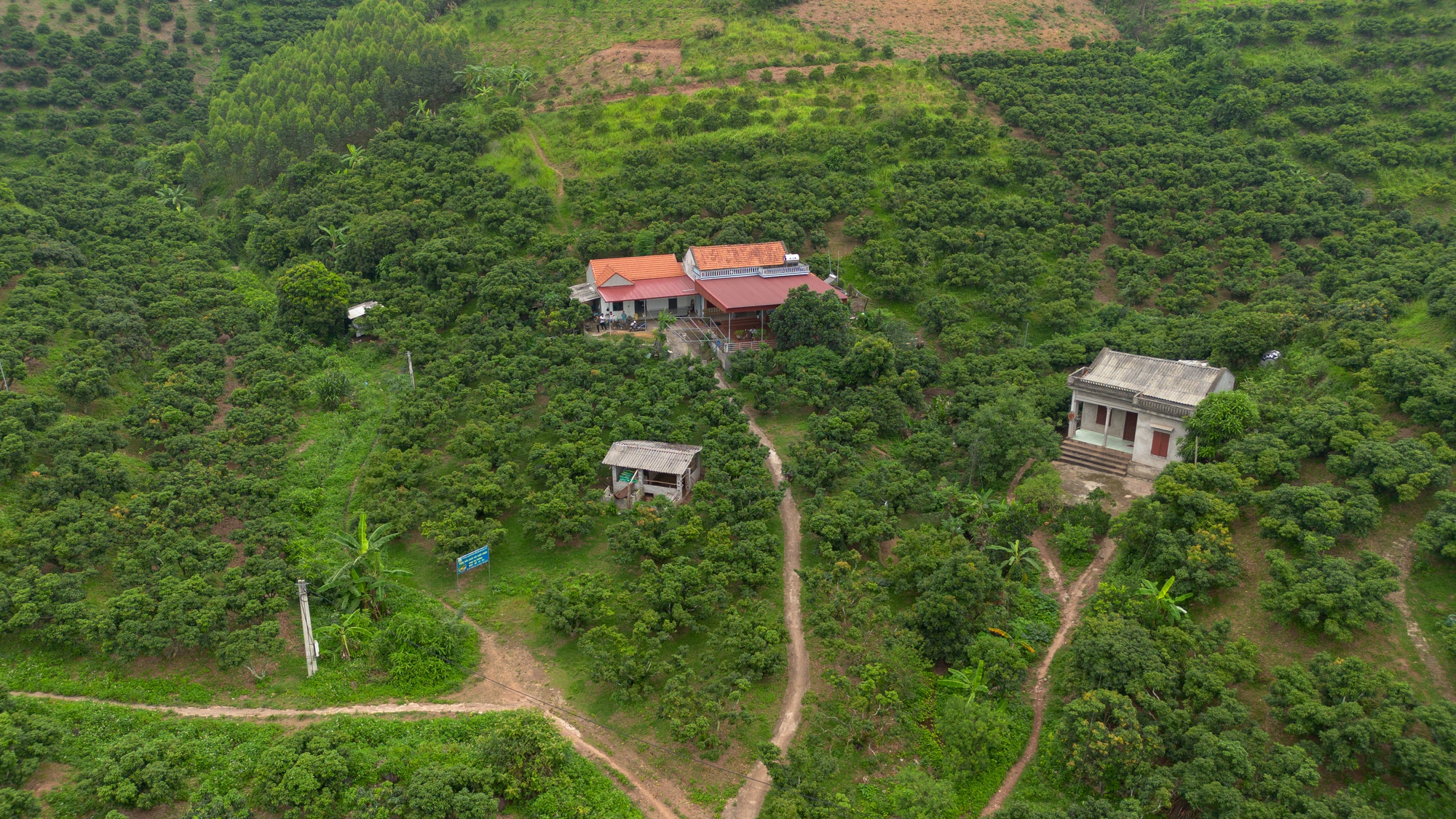 Vải thiều mất mùa: Kẻ khóc - người cười- Ảnh 2. Vải thiều mất mùa: Kẻ khóc - người cười- Ảnh 2.