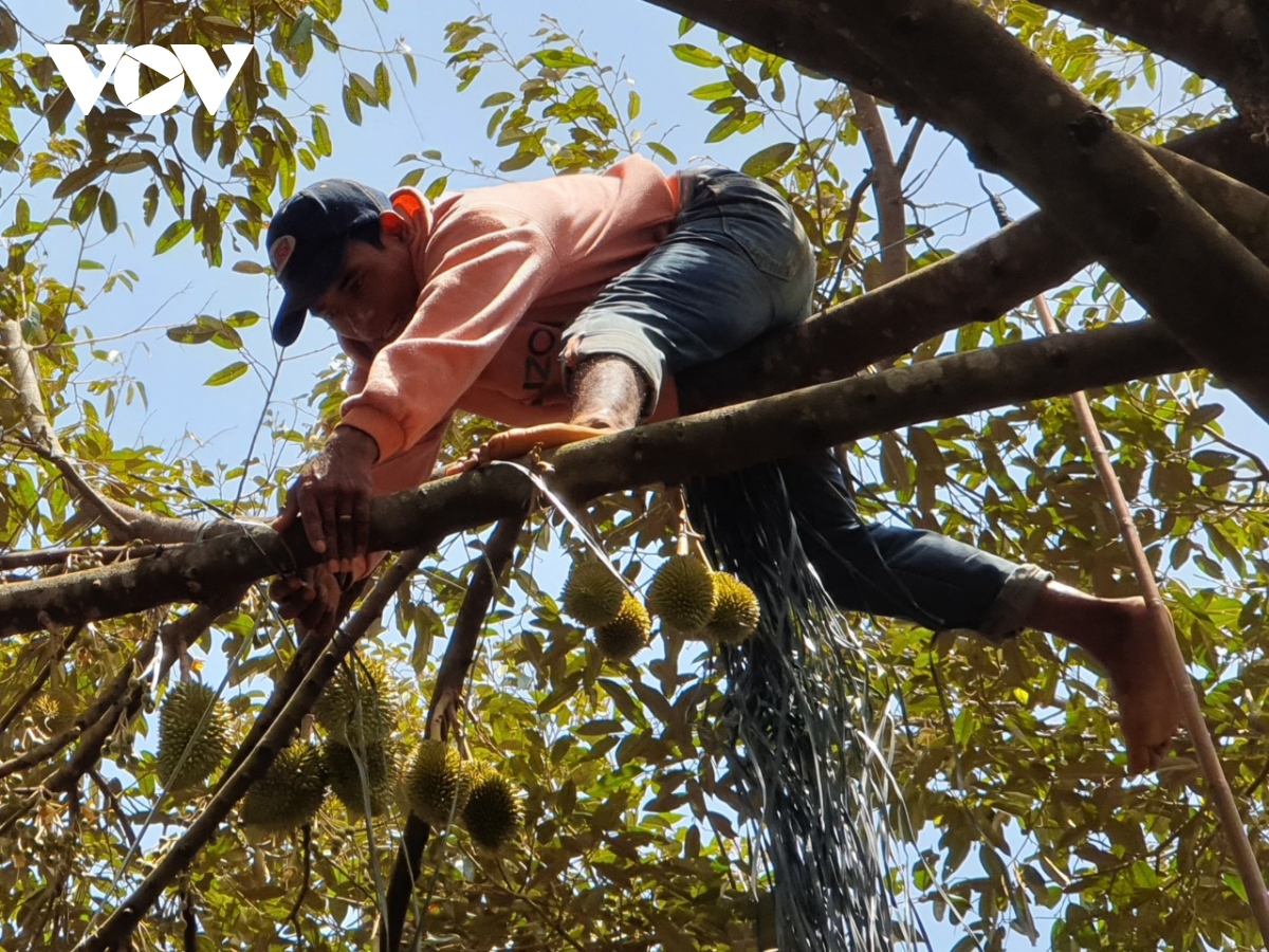 Buộc chặt sầu riêng chờ mùa bứt giá- Ảnh 2.