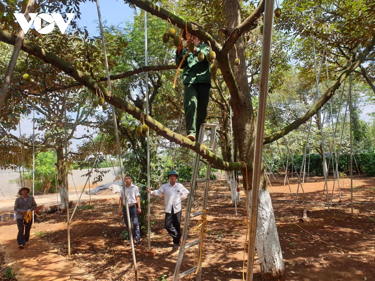 Buộc chặt sầu riêng chờ mùa bứt giá- Ảnh 1.