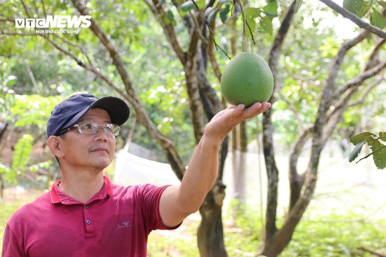 Vì sao những vườn sản vật 'tiến vua' xứ Huế mất mùa chưa từng có?- Ảnh 2.