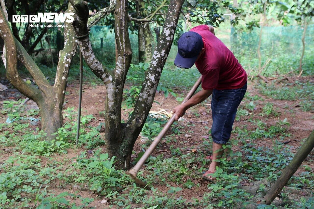 Vì sao những vườn sản vật 'tiến vua' xứ Huế mất mùa chưa từng có?- Ảnh 6.