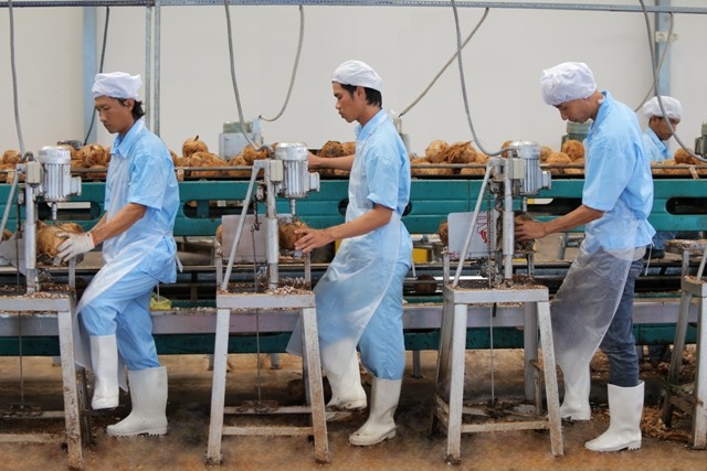 Khai thông thị trường Trung Quốc, xuất khẩu dừa có cơ hội vượt tỷ USD- Ảnh 1.