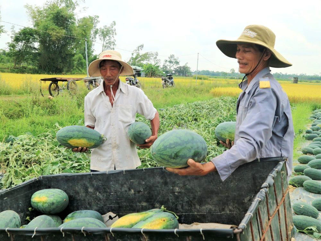 Sắp hết cảnh lo rủi ro xuất khẩu dưa hấu- Ảnh 1.