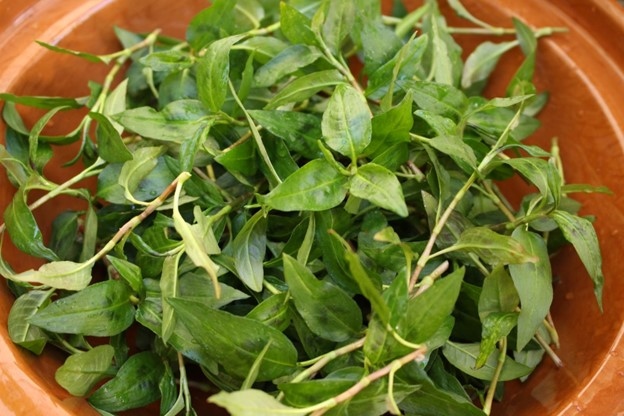 Ngỡ ngàng với loại rau thơm quen mặt ở Việt Nam hóa ra lại là vị thuốc quý- Ảnh 2.