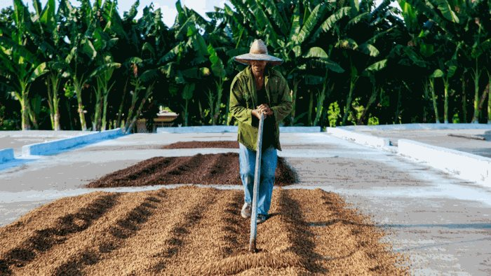 The world's largest producer of Vietnamese nuts is in danger - prices hit a 13-year high, expected to continue to skyrocket - Photo 1.