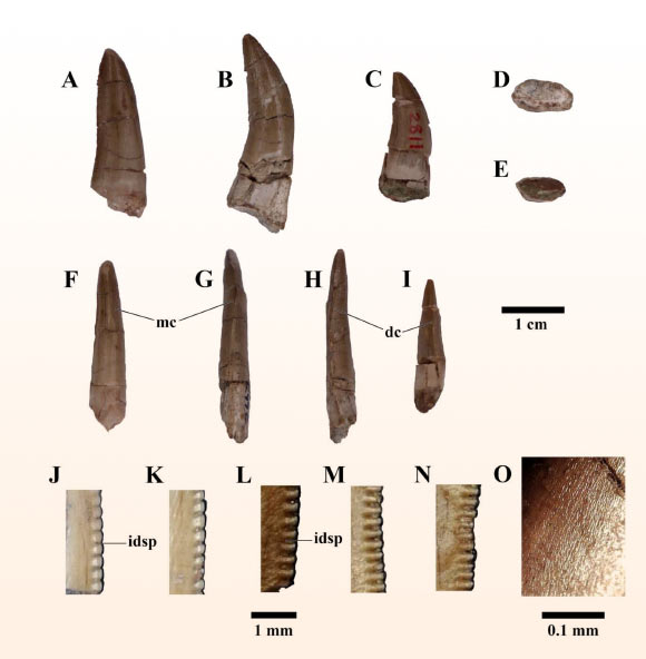 Phát hiện loài quái thú mới ở Thái Lan, họ hàng của T-rex- Ảnh 2.