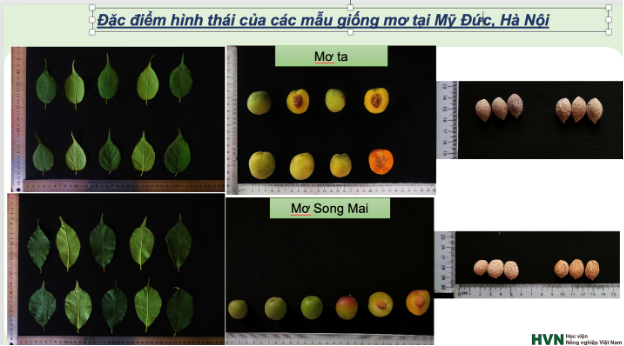 Xây dựng cơ sở dữ liệu và mã vạch ADN cho cây mơ Hương Tích- Ảnh 1.