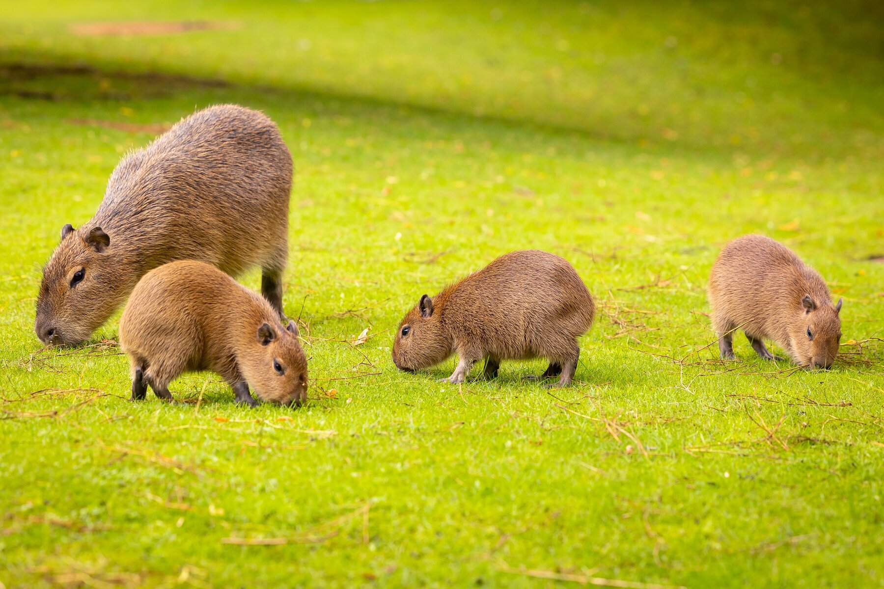 Vì sao chuột Capybara được giới trẻ Việt săn lùng, mê điên đảo?- Ảnh 1.