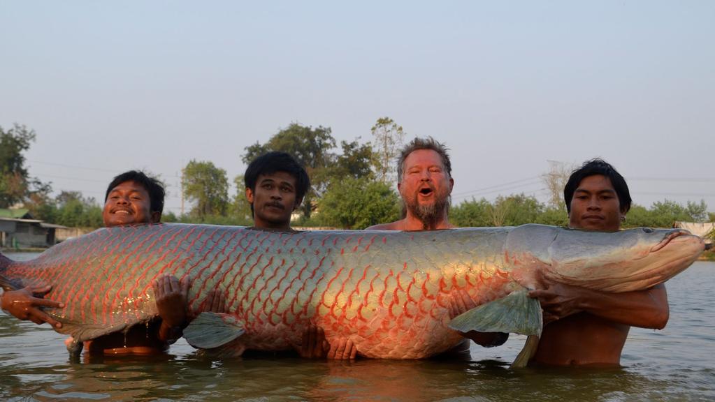 Bắt được 'quái ngư' ở Thái Lan: Nặng hơn 200kg, thuộc loài cá nước ngọt lớn nhất hành tinh- Ảnh 3.