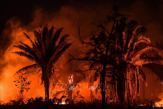 Rừng Amazon trải qua 6 tháng cháy rừng tồi tệ nhất trong 20 năm- Ảnh 1.