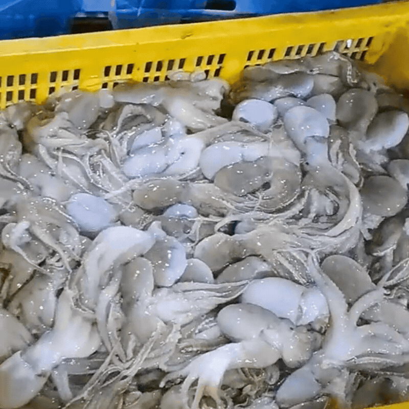 Ghé chợ đầu mối hải sản lớn ở Hải Phòng: Mở từ 1h sáng, cá tôm, cua mực nhảy tanh tách không thiếu thứ gì- Ảnh 21.