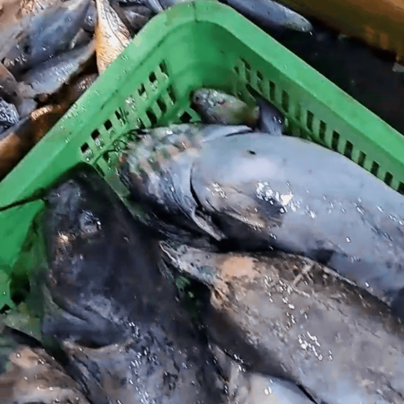 Ghé chợ đầu mối hải sản lớn ở Hải Phòng: Mở từ 1h sáng, cá tôm, cua mực nhảy tanh tách không thiếu thứ gì- Ảnh 17.