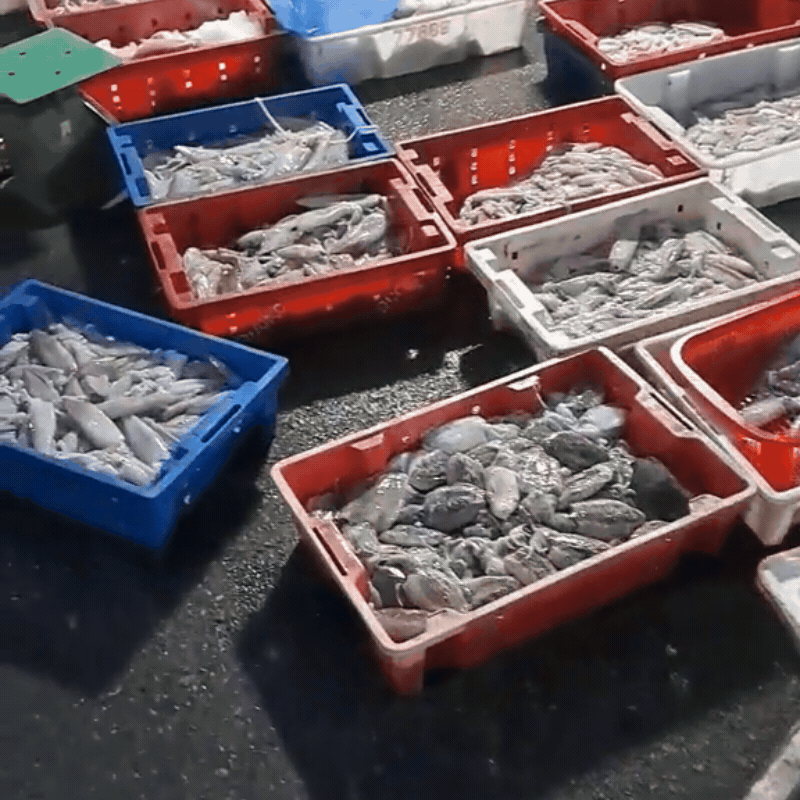 Ghé chợ đầu mối hải sản lớn ở Hải Phòng: Mở từ 1h sáng, cá tôm, cua mực nhảy tanh tách không thiếu thứ gì- Ảnh 2.