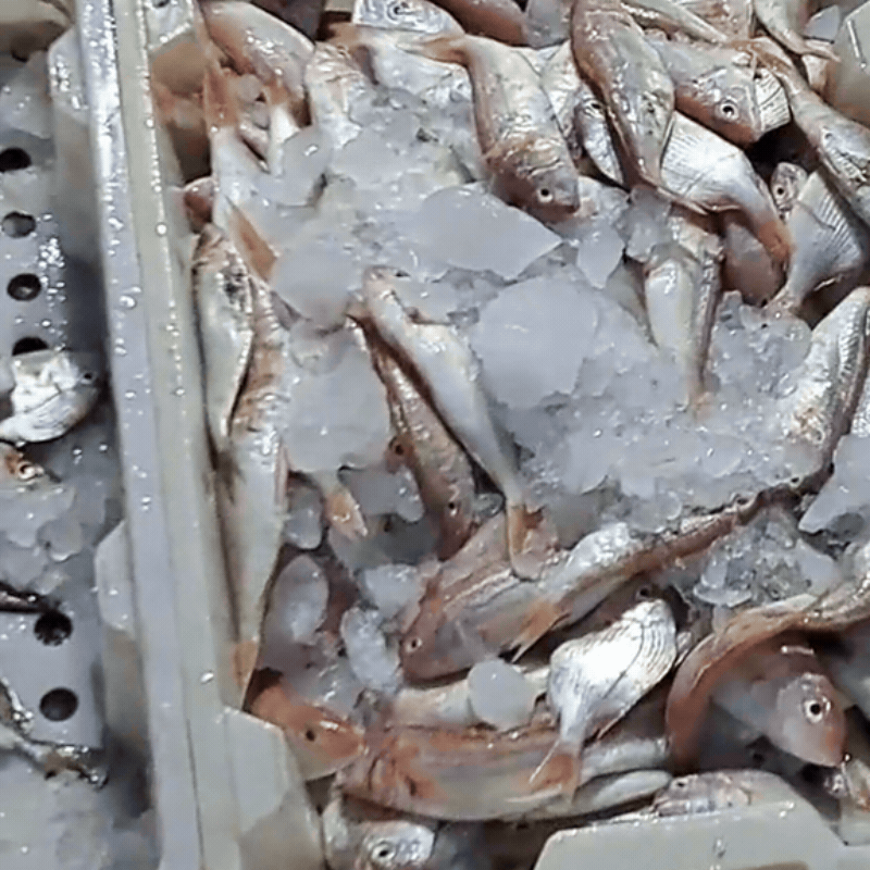 Ghé chợ đầu mối hải sản lớn ở Hải Phòng: Mở từ 1h sáng, cá tôm, cua mực nhảy tanh tách không thiếu thứ gì- Ảnh 18.