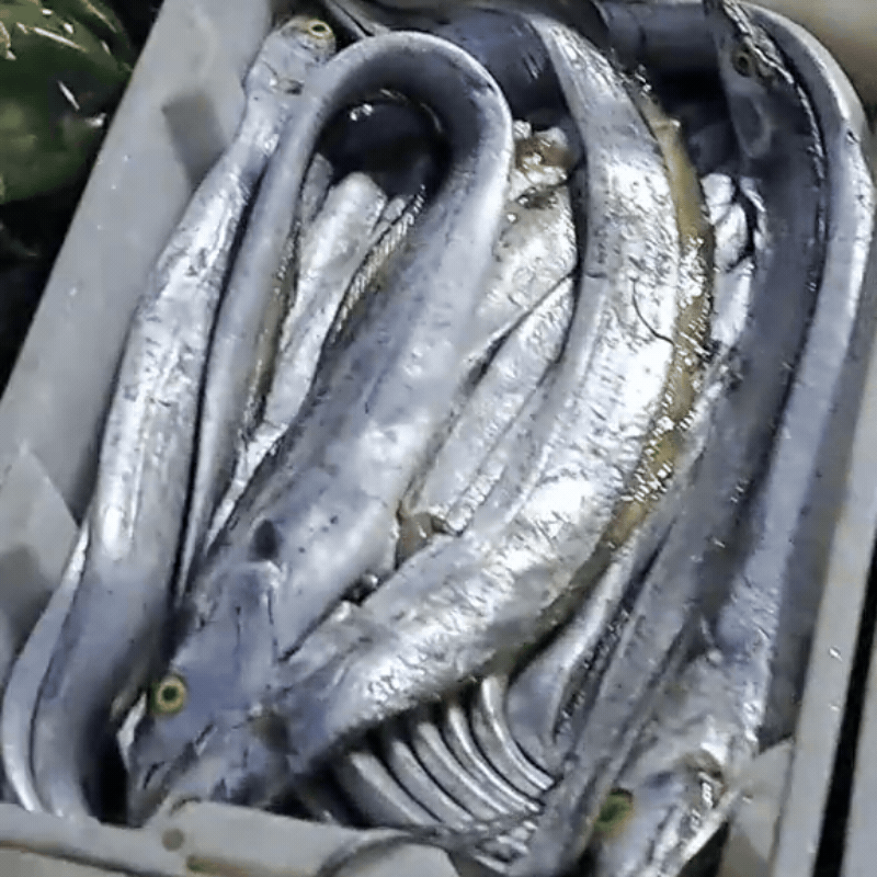 Ghé chợ đầu mối hải sản lớn ở Hải Phòng: Mở từ 1h sáng, cá tôm, cua mực nhảy tanh tách không thiếu thứ gì- Ảnh 20.