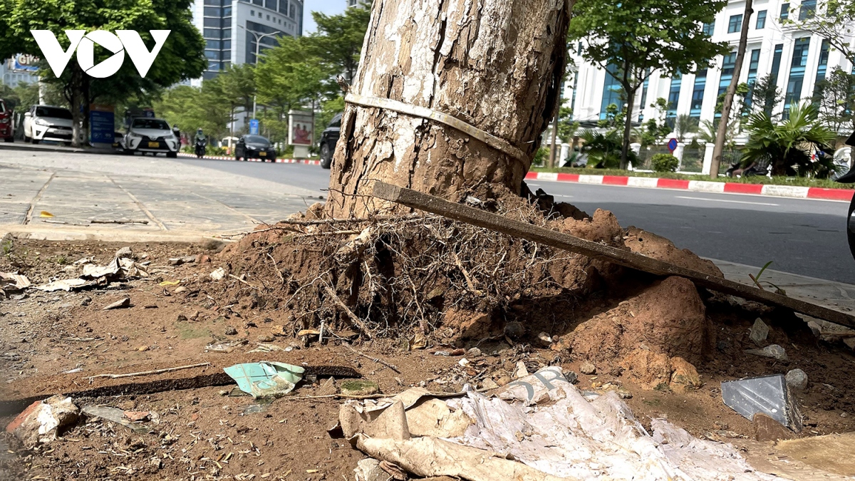 Loạt cây xanh bật rễ, tiềm ẩn nguy hiểm với người dân khi mùa mưa bão đến- Ảnh 2. Loạt cây xanh bật rễ, tiềm ẩn nguy hiểm với người dân khi mùa mưa bão đến- Ảnh 2.