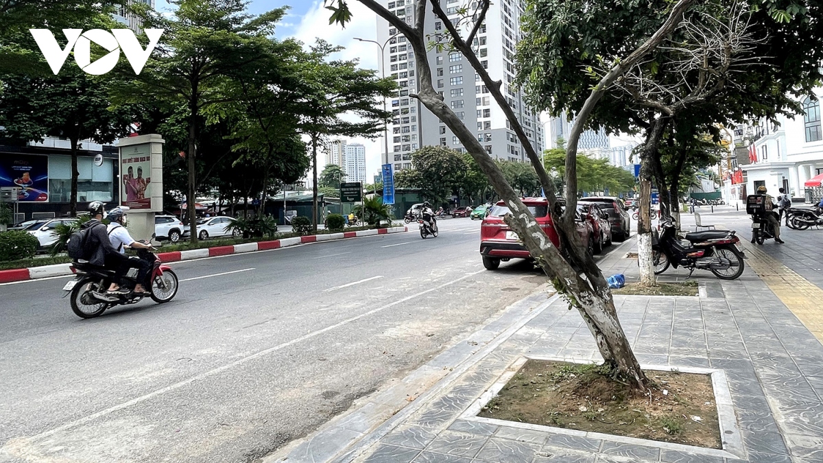 Loạt cây xanh bật rễ, tiềm ẩn nguy hiểm với người dân khi mùa mưa bão đến- Ảnh 7. Loạt cây xanh bật rễ, tiềm ẩn nguy hiểm với người dân khi mùa mưa bão đến- Ảnh 7.