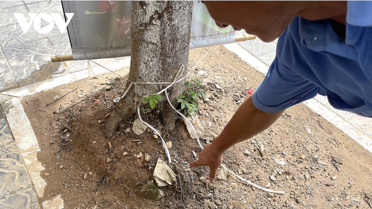 Loạt cây xanh bật rễ, tiềm ẩn nguy hiểm với người dân khi mùa mưa bão đến- Ảnh 8. Loạt cây xanh bật rễ, tiềm ẩn nguy hiểm với người dân khi mùa mưa bão đến- Ảnh 8.