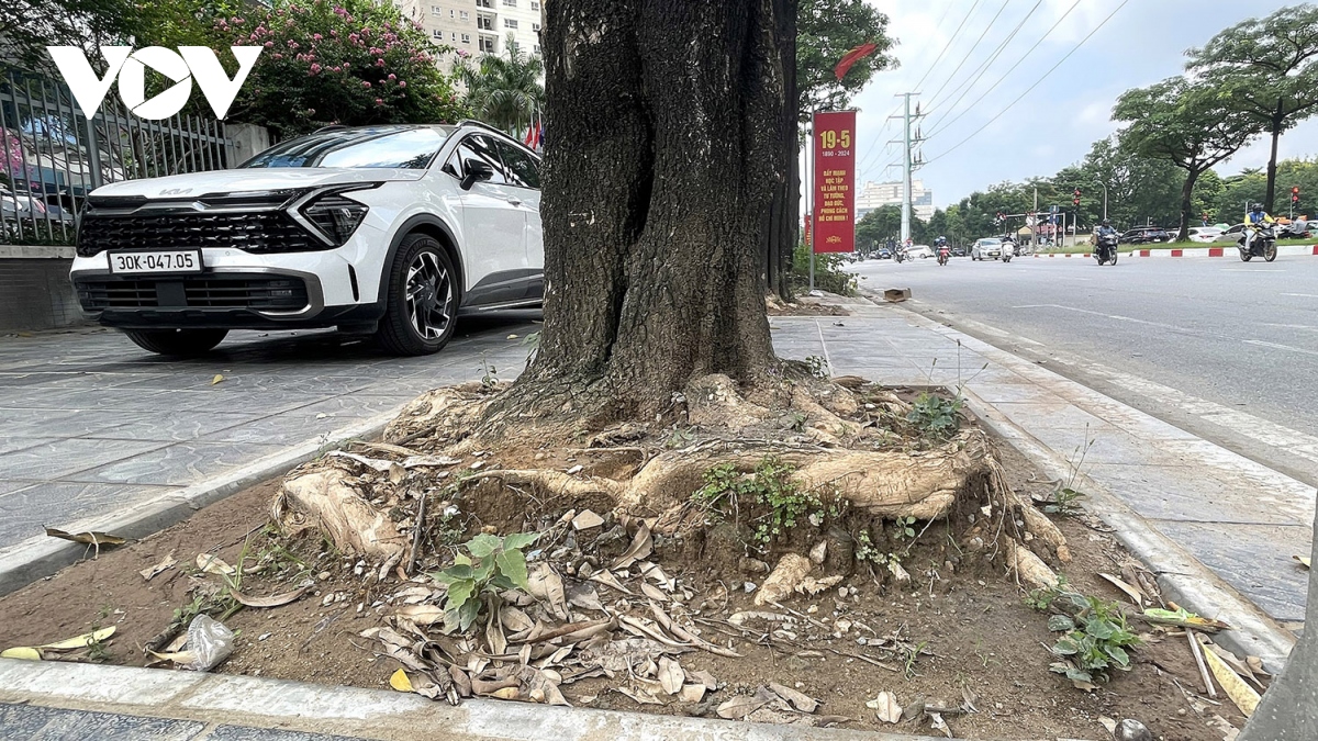 Loạt cây xanh bật rễ, tiềm ẩn nguy hiểm với người dân khi mùa mưa bão đến- Ảnh 9. Loạt cây xanh bật rễ, tiềm ẩn nguy hiểm với người dân khi mùa mưa bão đến- Ảnh 9.