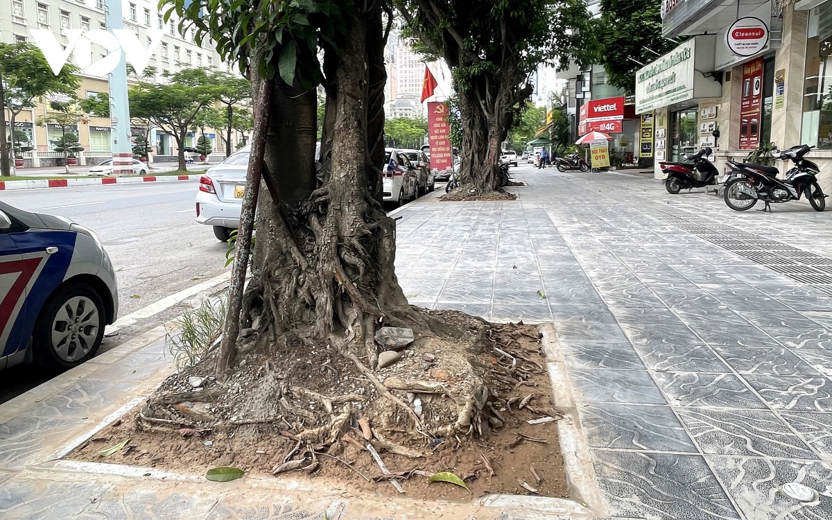 Loạt cây xanh bật rễ, tiềm ẩn nguy hiểm với người dân khi mùa mưa bão đến- Ảnh 13. Loạt cây xanh bật rễ, tiềm ẩn nguy hiểm với người dân khi mùa mưa bão đến- Ảnh 13.
