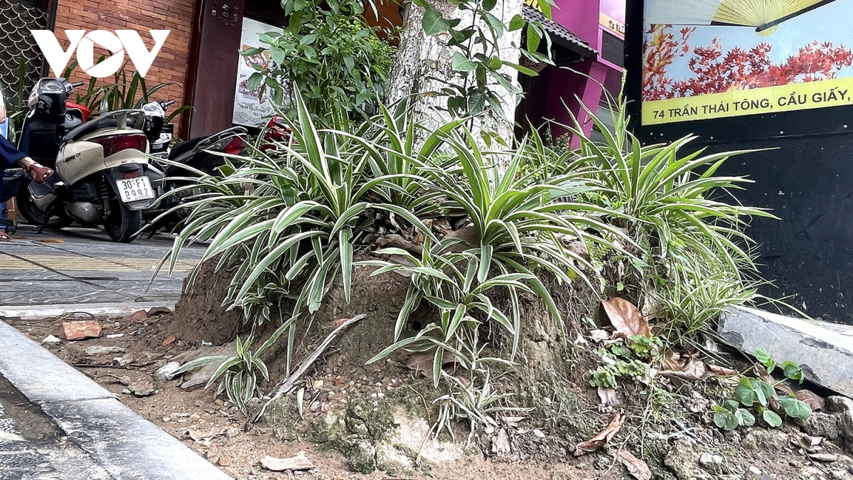 Loạt cây xanh bật rễ, tiềm ẩn nguy hiểm với người dân khi mùa mưa bão đến- Ảnh 3. Loạt cây xanh bật rễ, tiềm ẩn nguy hiểm với người dân khi mùa mưa bão đến- Ảnh 3.
