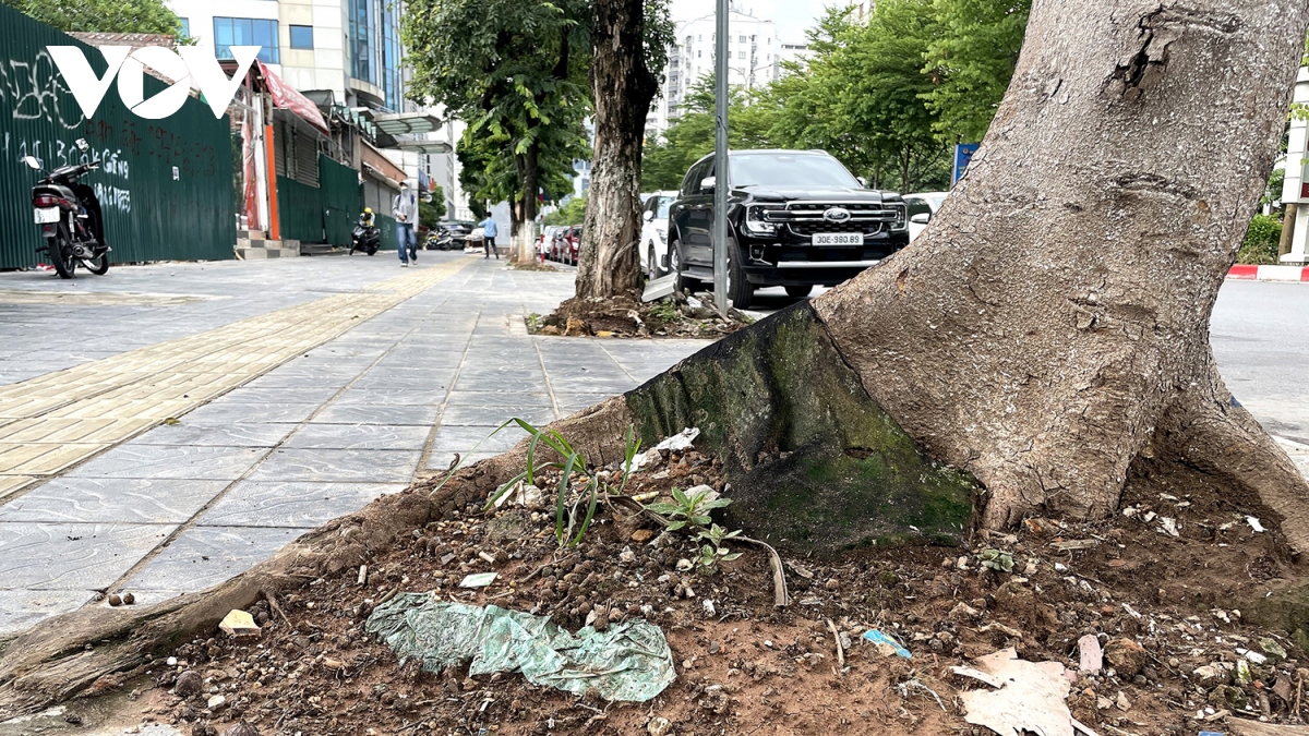 Loạt cây xanh bật rễ, tiềm ẩn nguy hiểm với người dân khi mùa mưa bão đến- Ảnh 14. Loạt cây xanh bật rễ, tiềm ẩn nguy hiểm với người dân khi mùa mưa bão đến- Ảnh 14.