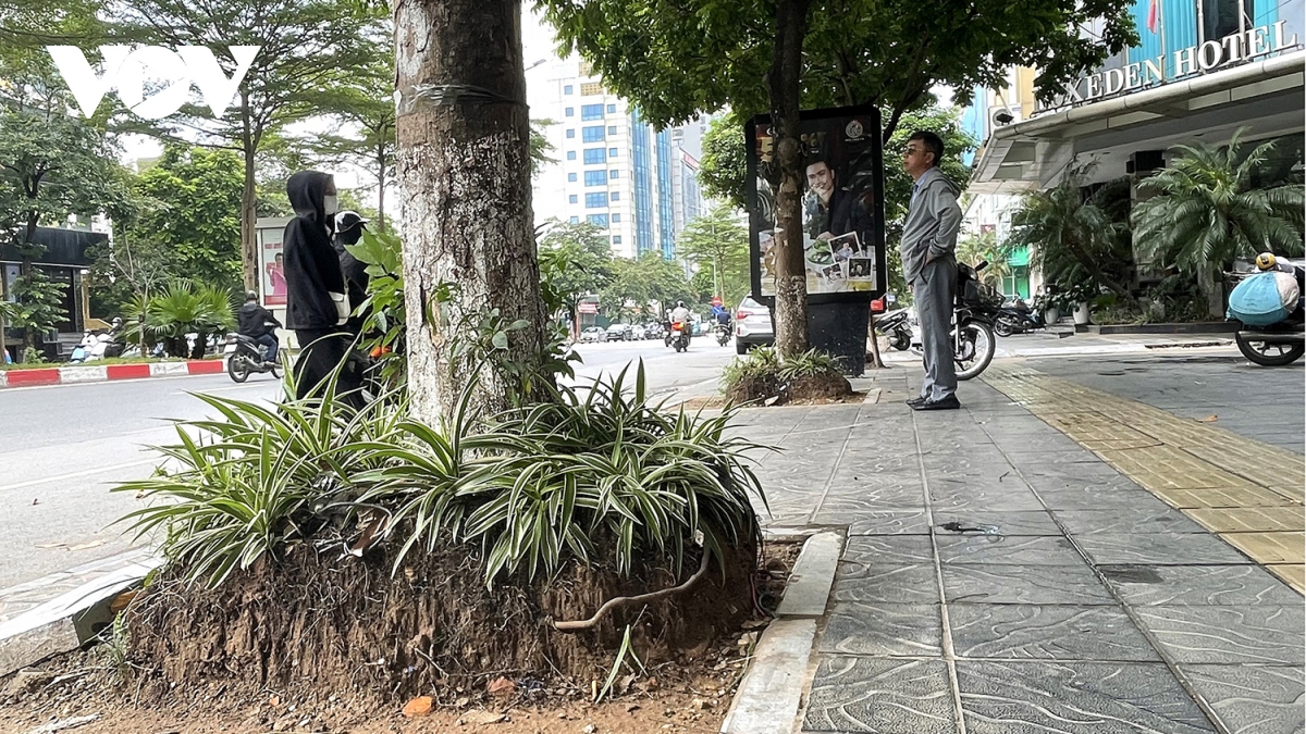 Loạt cây xanh bật rễ, tiềm ẩn nguy hiểm với người dân khi mùa mưa bão đến- Ảnh 6. Loạt cây xanh bật rễ, tiềm ẩn nguy hiểm với người dân khi mùa mưa bão đến- Ảnh 6.