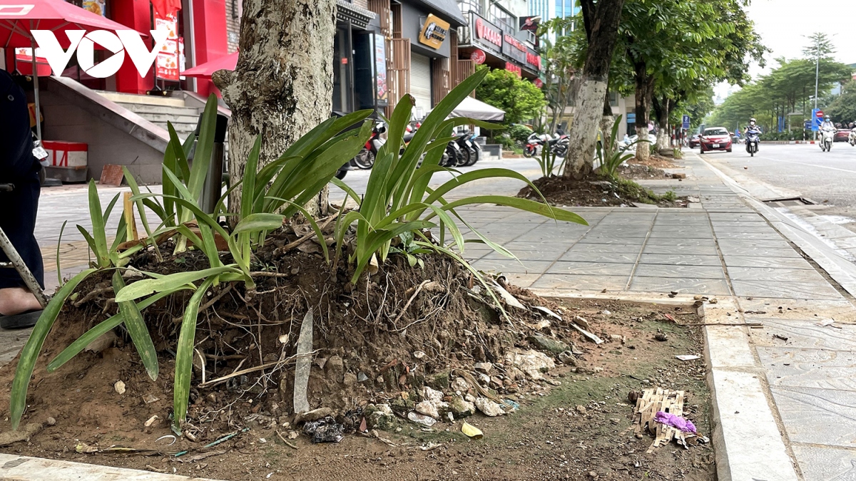 Loạt cây xanh bật rễ, tiềm ẩn nguy hiểm với người dân khi mùa mưa bão đến- Ảnh 5. Loạt cây xanh bật rễ, tiềm ẩn nguy hiểm với người dân khi mùa mưa bão đến- Ảnh 5.