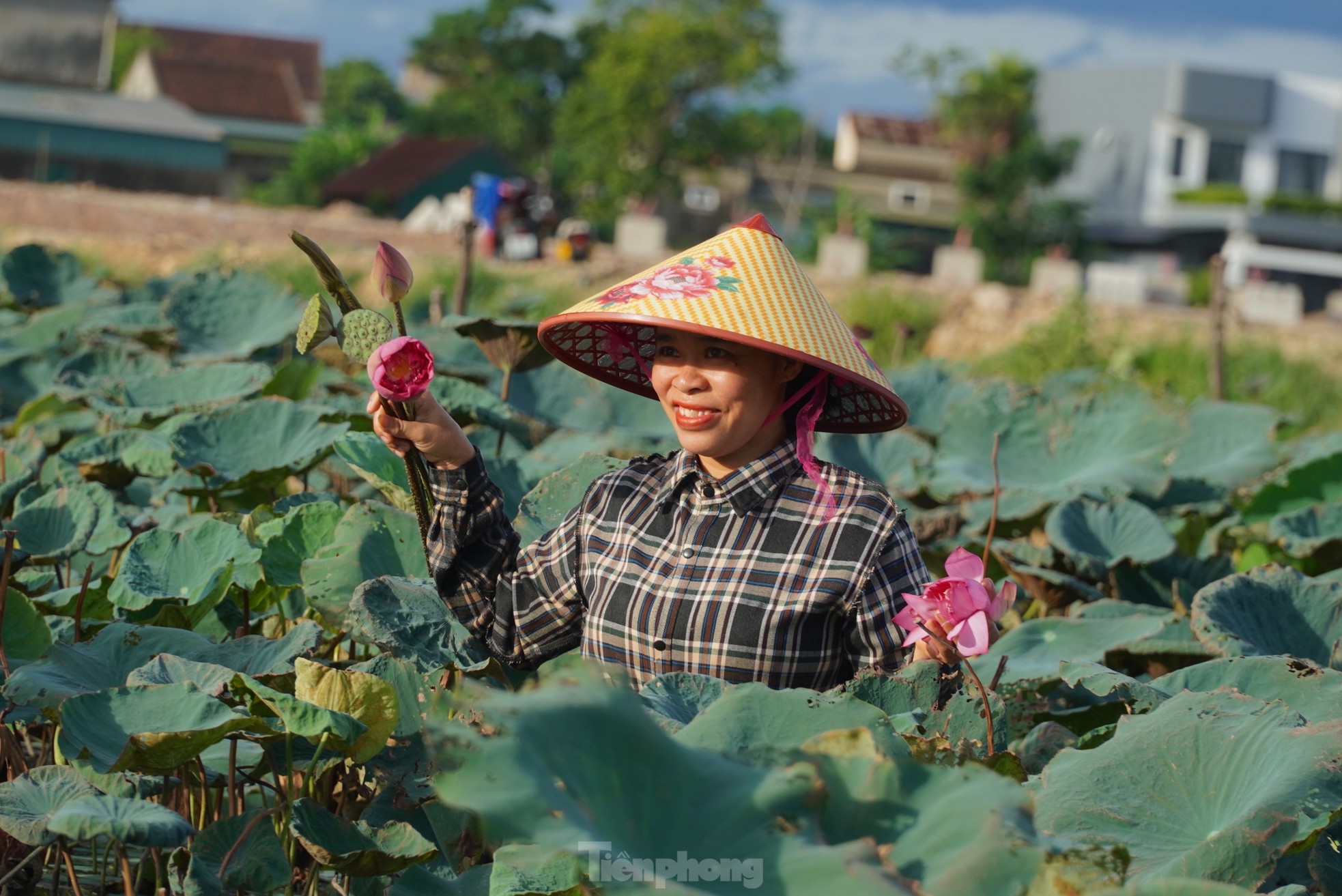 Ra đầm hái sen lúc rạng sáng, mỗi ngày thu tiền triệu- Ảnh 7.