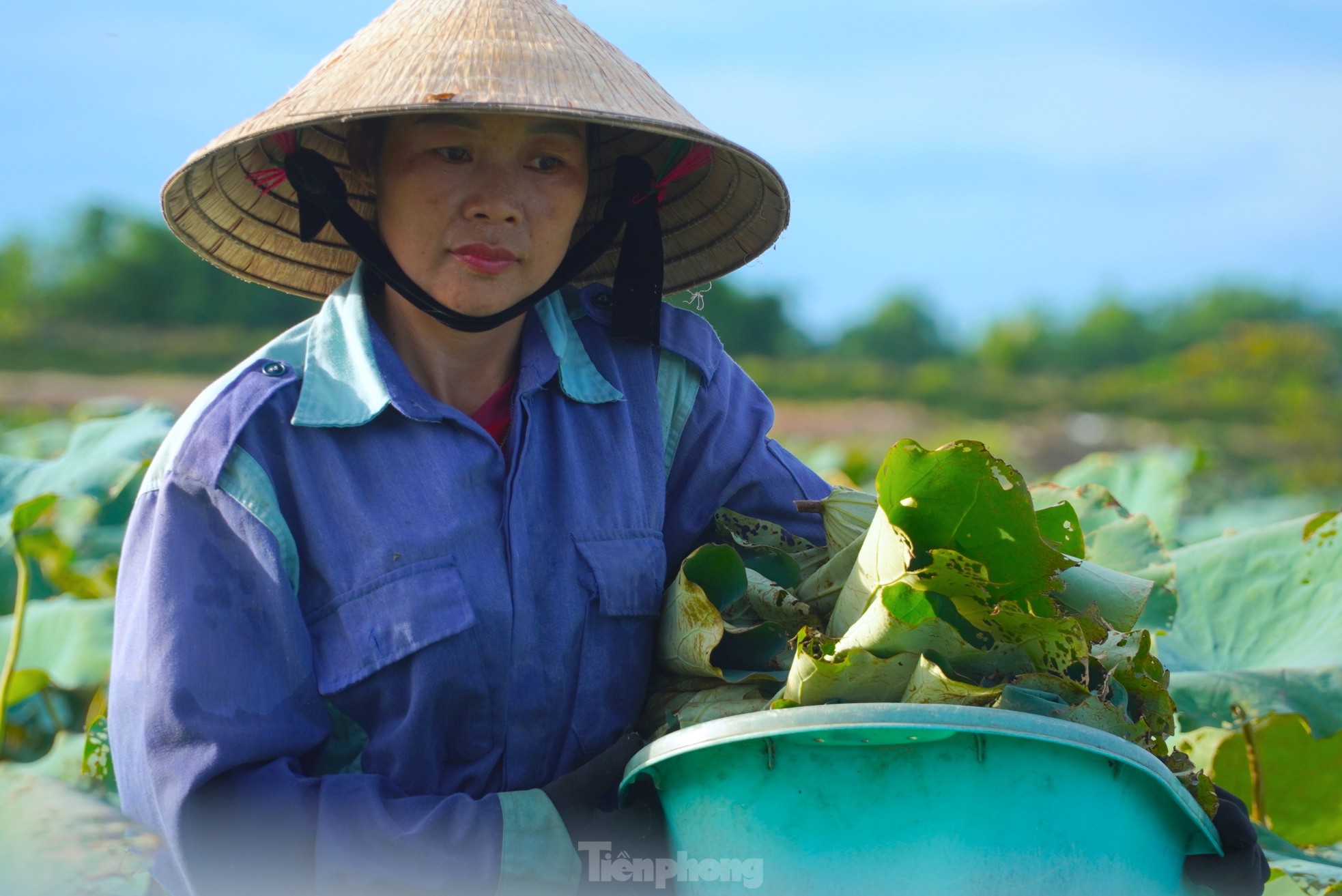 Ra đầm hái sen lúc rạng sáng, mỗi ngày thu tiền triệu- Ảnh 9.