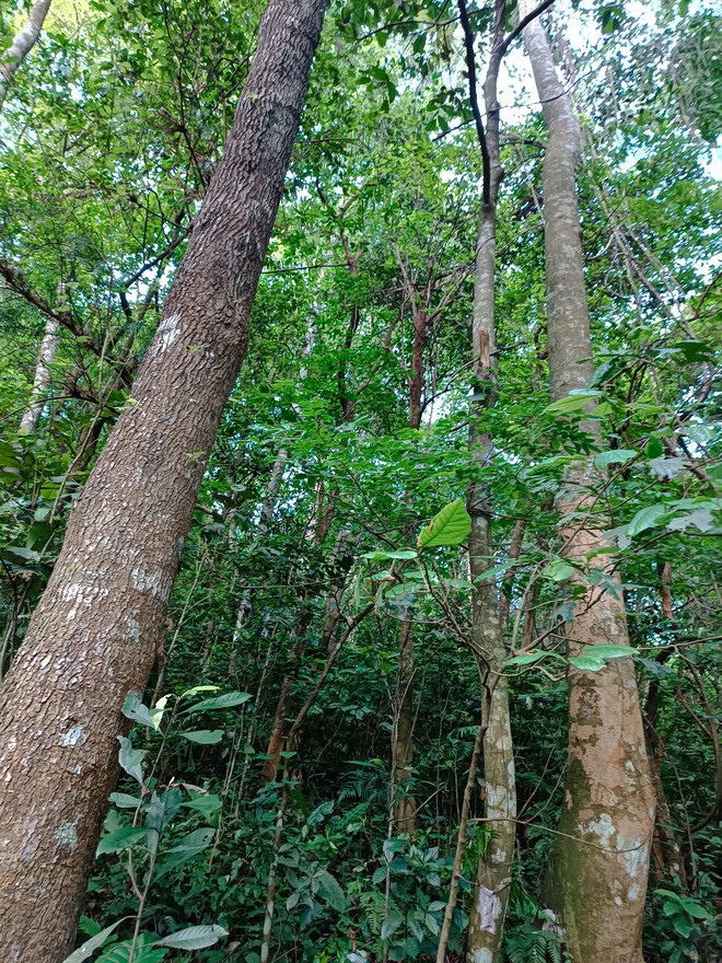 Chàng trai dân tộc Mông lớn lên cùng thiên tai, lũ lụt cùng người dân trồng hơn triệu cây xanh- Ảnh 10.