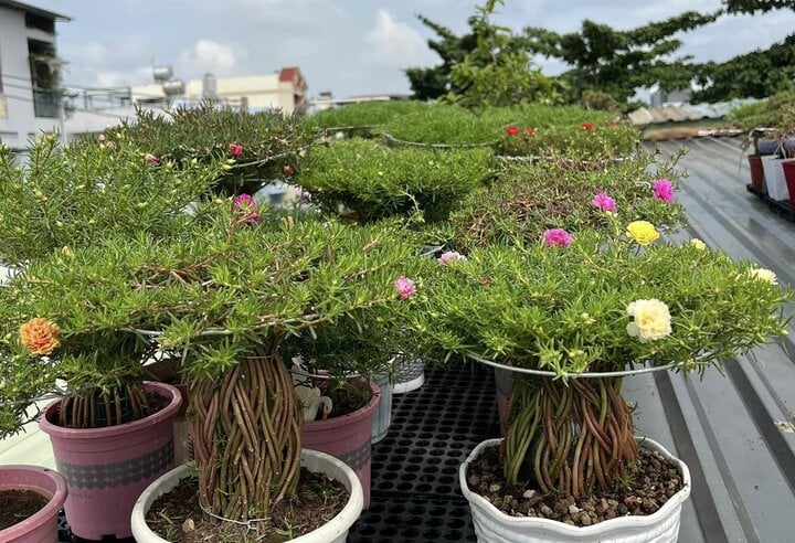 Độc đáo bonsai hoa mười giờ có giá lên tới cả triệu đồng- Ảnh 1.