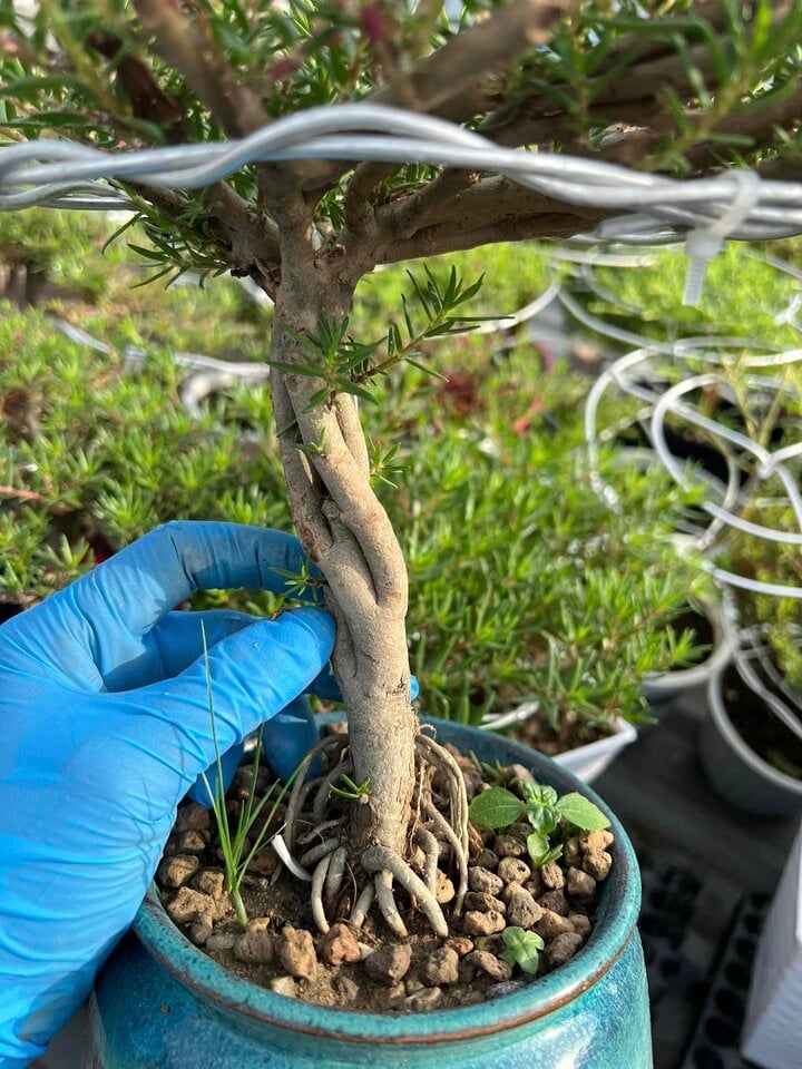 Độc đáo bonsai hoa mười giờ có giá lên tới cả triệu đồng- Ảnh 7.