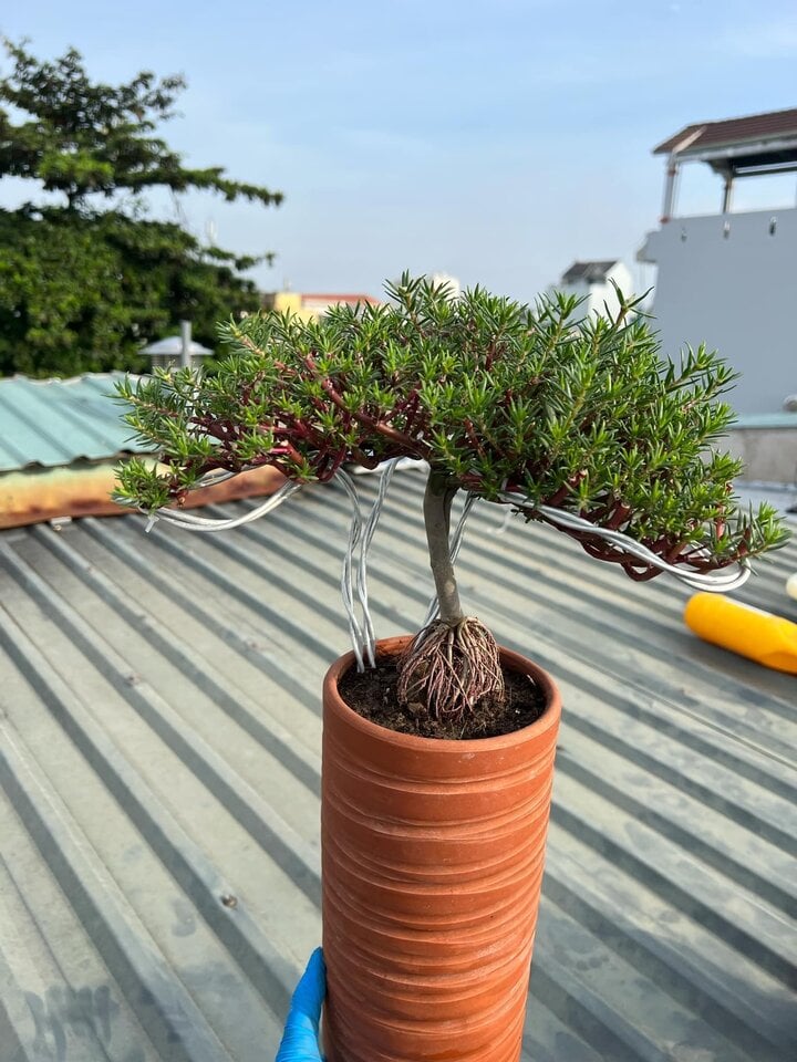 Độc đáo bonsai hoa mười giờ có giá lên tới cả triệu đồng- Ảnh 3.