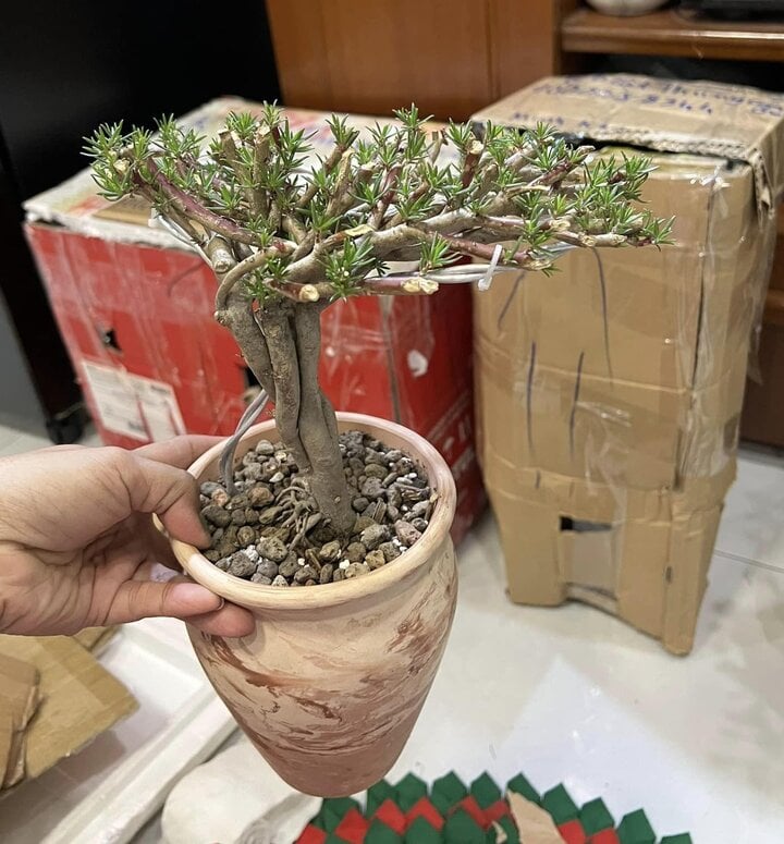 Độc đáo bonsai hoa mười giờ có giá lên tới cả triệu đồng- Ảnh 6.