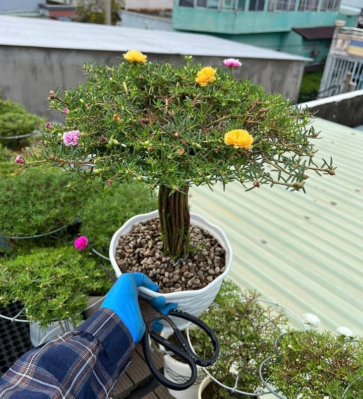 Độc đáo bonsai hoa mười giờ có giá lên tới cả triệu đồng- Ảnh 2.