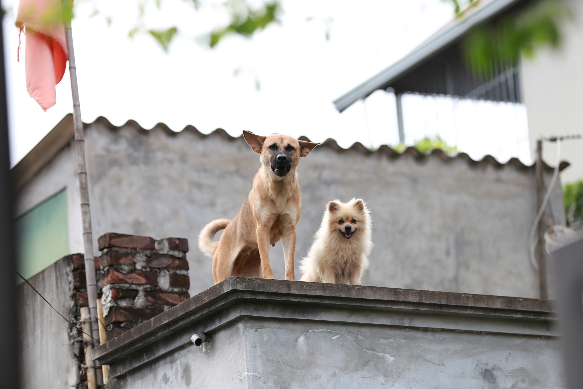 Hà Nội: Ngôi làng bị nước bủa vây như 