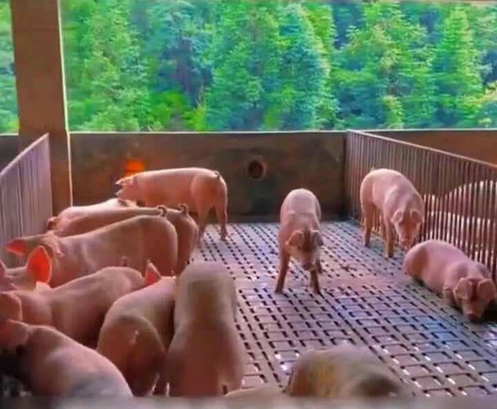 Cuộc sống 'quý tộc' của hơn 1 triệu con lợn trong 2 tòa nhà 26 tầng ở Trung Quốc- Ảnh 2.