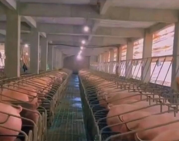 Cuộc sống 'quý tộc' của hơn 1 triệu con lợn trong 2 tòa nhà 26 tầng ở Trung Quốc- Ảnh 3.