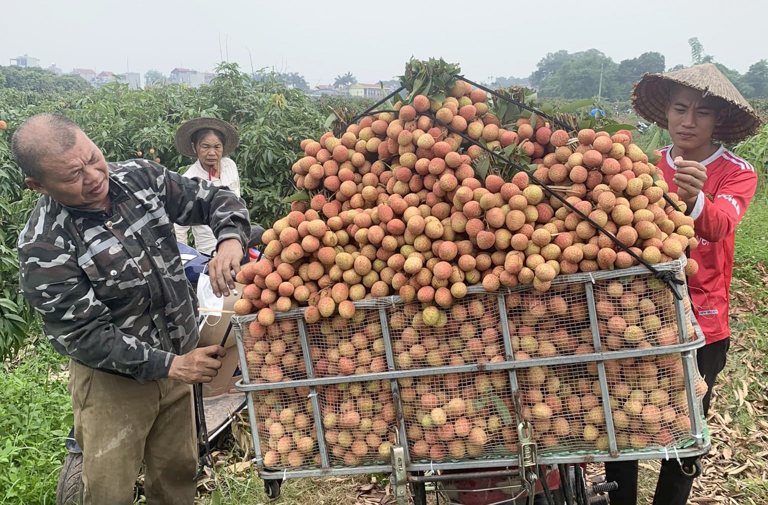 Vải thiều mất mùa chưa từng thấy, Bắc Giang vẫn thu hơn 6.000 tỉ đồng- Ảnh 1.
