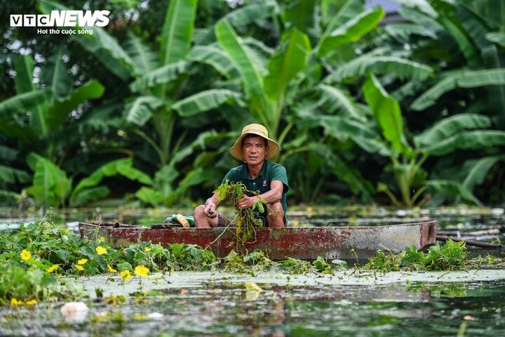 'Rốn lũ' Hà Nội: Người chèo thuyền tìm vịt lạc, người xót xa nhìn gà chết cả đàn- Ảnh 2.