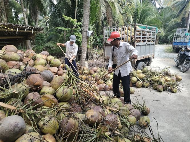 Giá dừa khô nguyên liệu tăng gấp đôi- Ảnh 1.